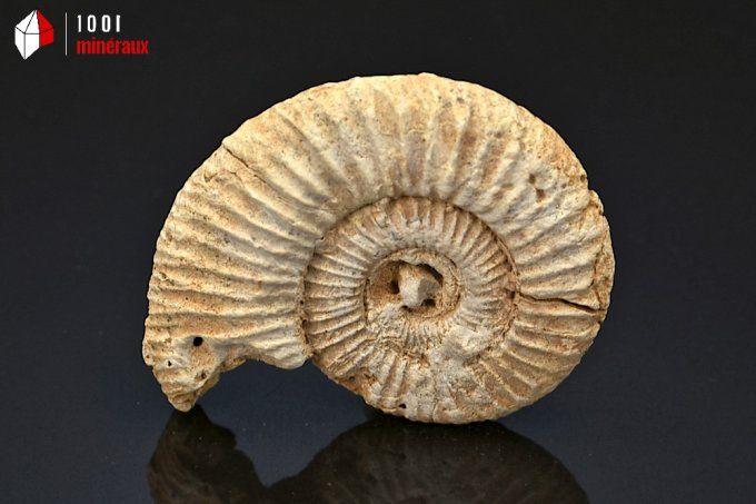 ammonite_fossiles_perisphinctes