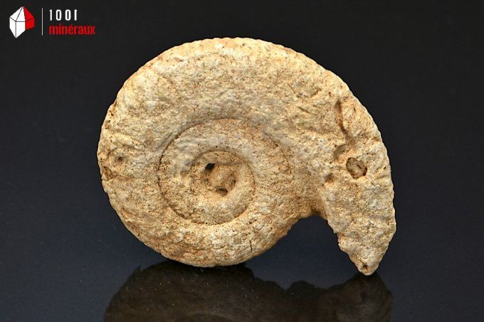 ammonite_fossiles_perisphinctes