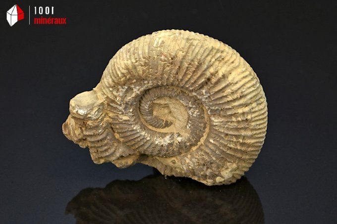 ammonite_fossiles_perisphinctes