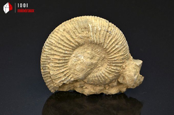 ammonite_fossiles_perisphinctes