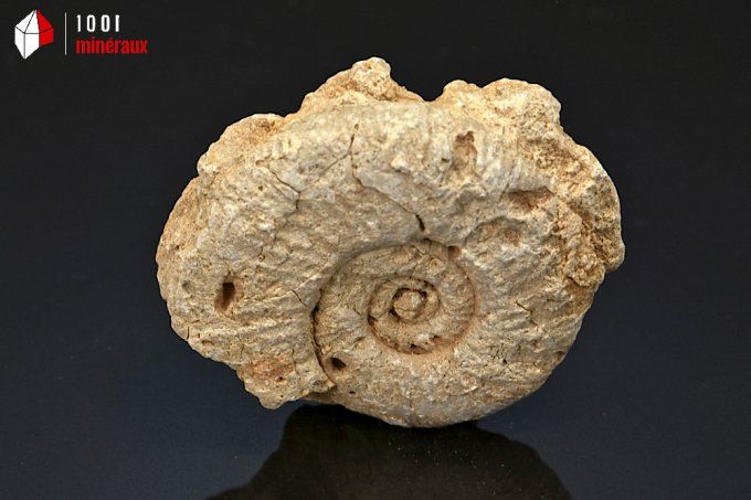 ammonite_fossiles_perisphinctes