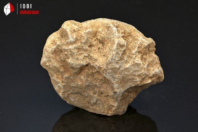 ammonite_fossiles_perisphinctes