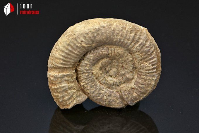 ammonite_fossiles_perisphinctes