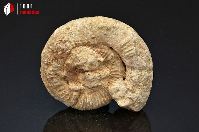 ammonite_fossiles_perisphinctes