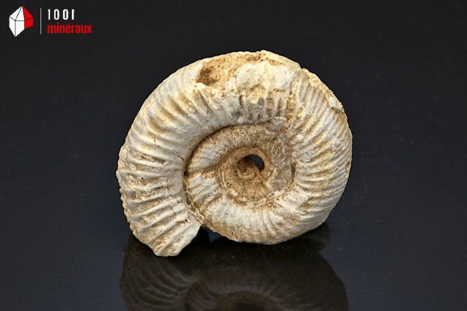 ammonite_fossiles_perisphinctes