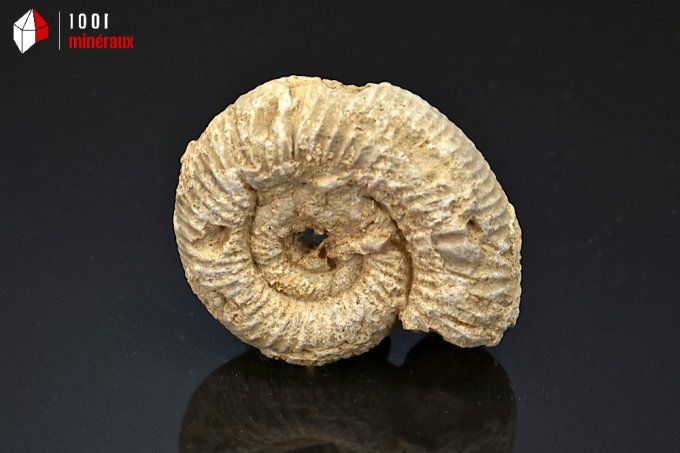ammonite_fossiles_perisphinctes
