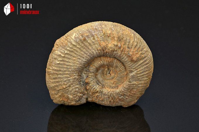 ammonite_fossiles_perisphinctes