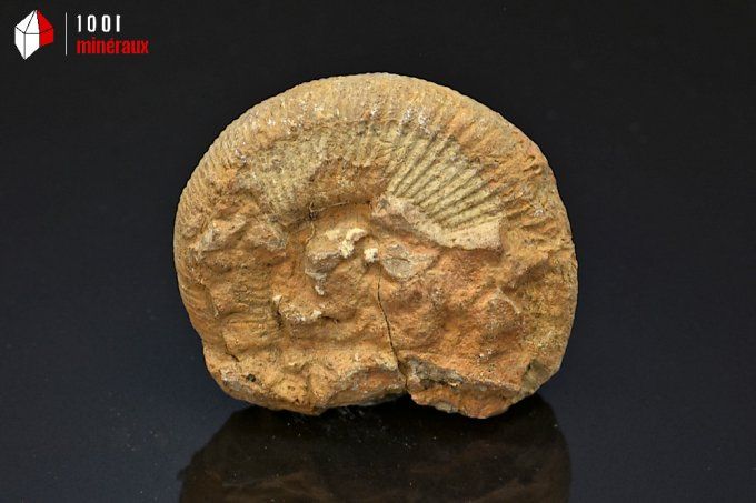 ammonite_fossiles_perisphinctes