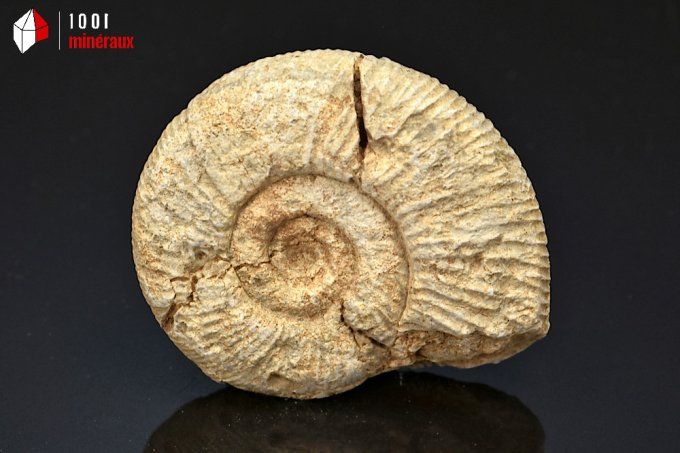 ammonite_fossiles_perisphinctes