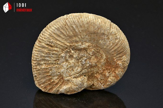 ammonite_fossiles_perisphinctes