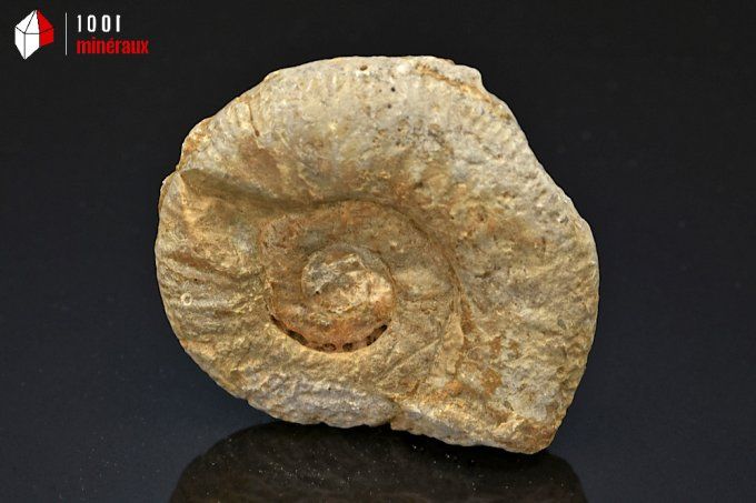 ammonite_fossiles_perisphinctes