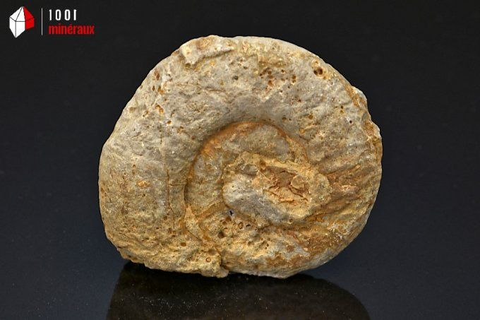 ammonite_fossiles_perisphinctes