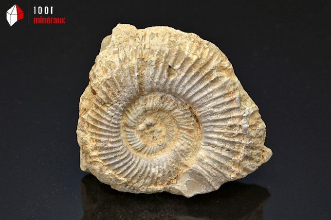ammonite_fossiles_perisphinctes