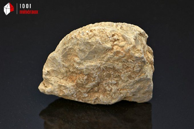 ammonite_fossiles_perisphinctes