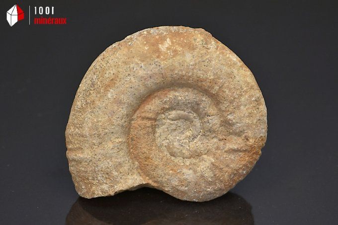 ammonite_fossiles_perisphinctes
