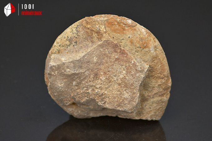 ammonite_fossiles_perisphinctes