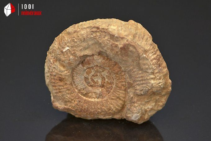 ammonite_fossiles_perisphinctes