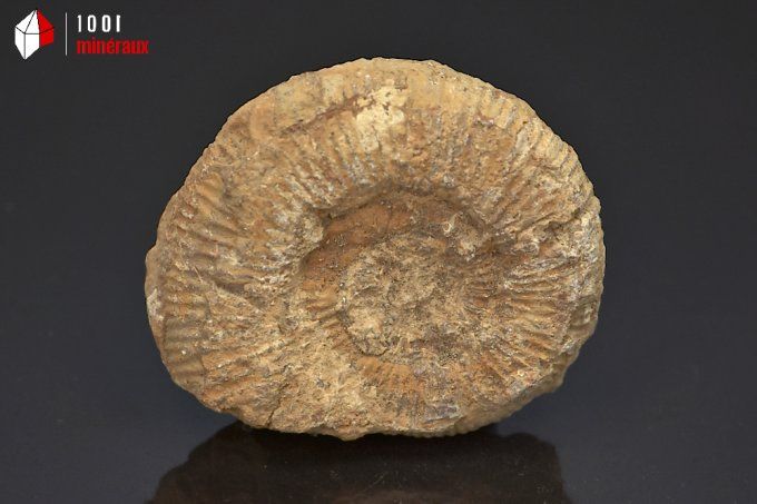 ammonite_fossiles_perisphinctes