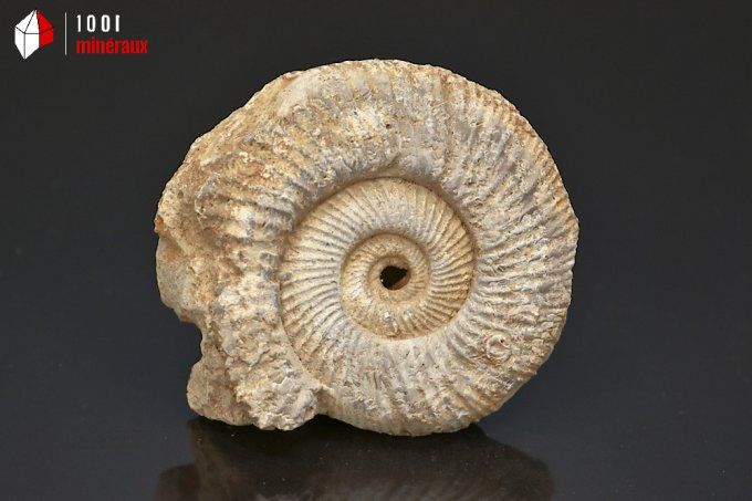 ammonite_fossiles_perisphinctes