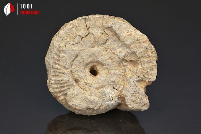 ammonite_fossiles_perisphinctes
