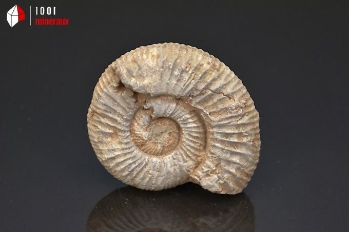 ammonite_fossiles_perisphinctes