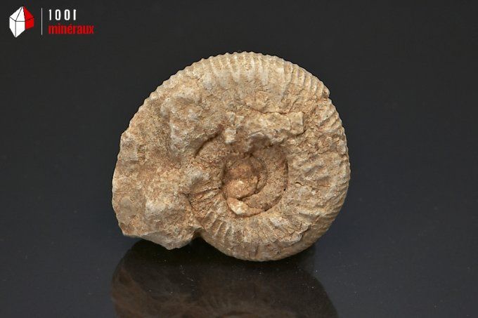ammonite_fossiles_perisphinctes