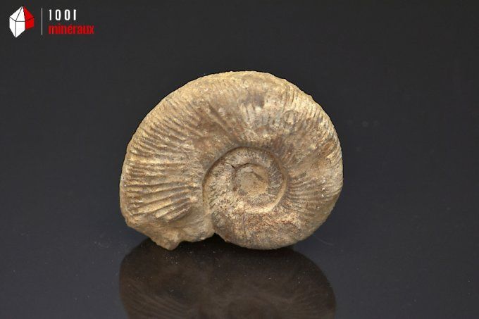 ammonite_fossiles_perisphinctes