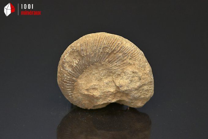 ammonite_fossiles_perisphinctes