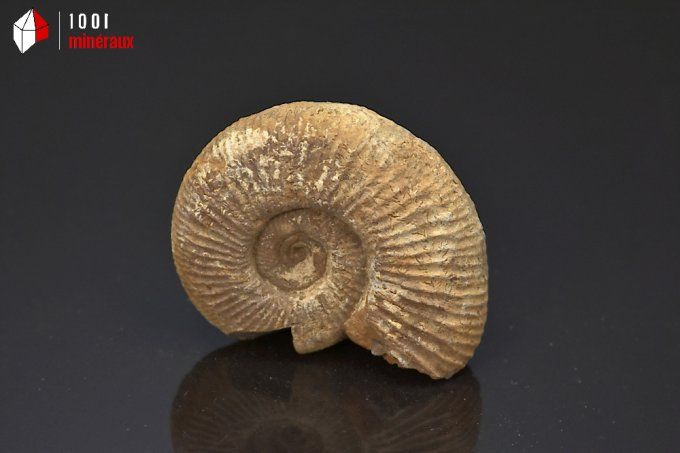 ammonite_fossiles_perisphinctes
