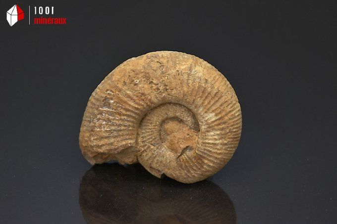 ammonite_fossiles_perisphinctes