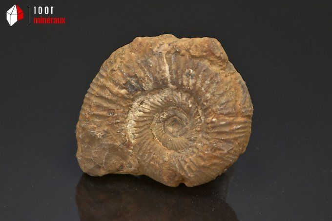 ammonite_fossiles_perisphinctes
