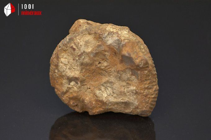 ammonite_fossiles_perisphinctes