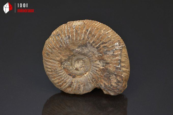 ammonite_fossiles_perisphinctes