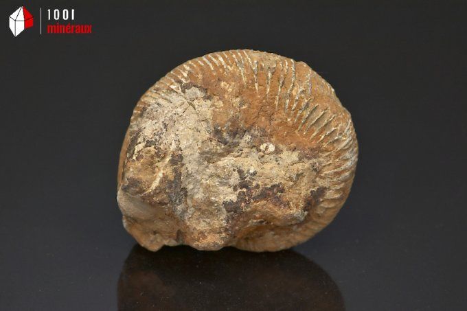 ammonite_fossiles_perisphinctes