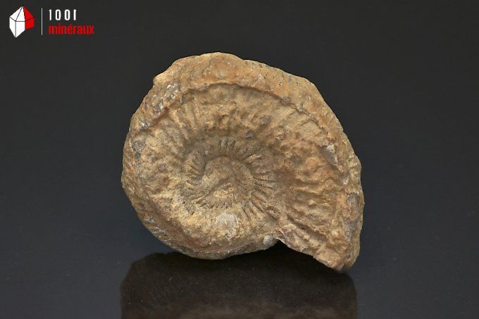 ammonite_fossiles_perisphinctes