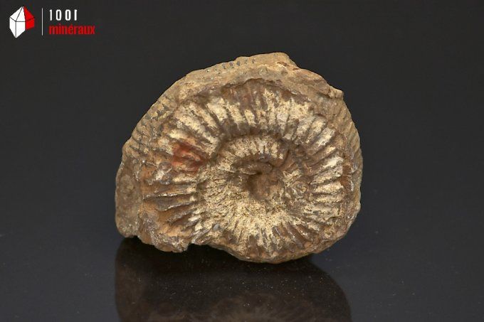 ammonite_fossiles_perisphinctes