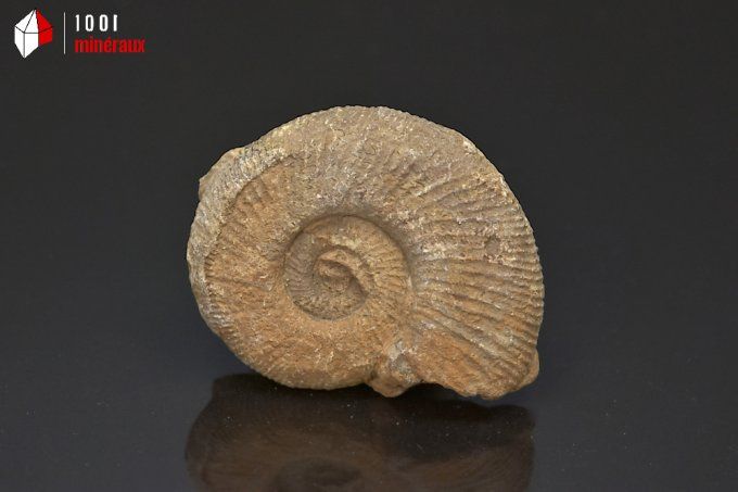 ammonite_fossiles_perisphinctes