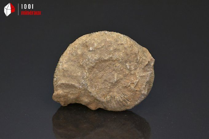 ammonite_fossiles_perisphinctes