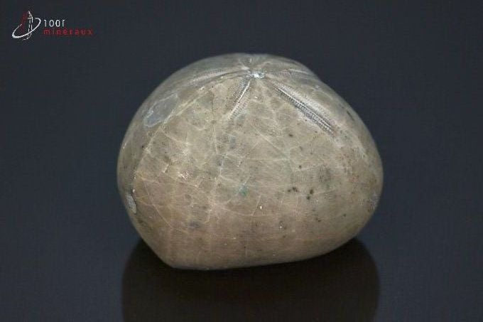 oursin micraster fossile