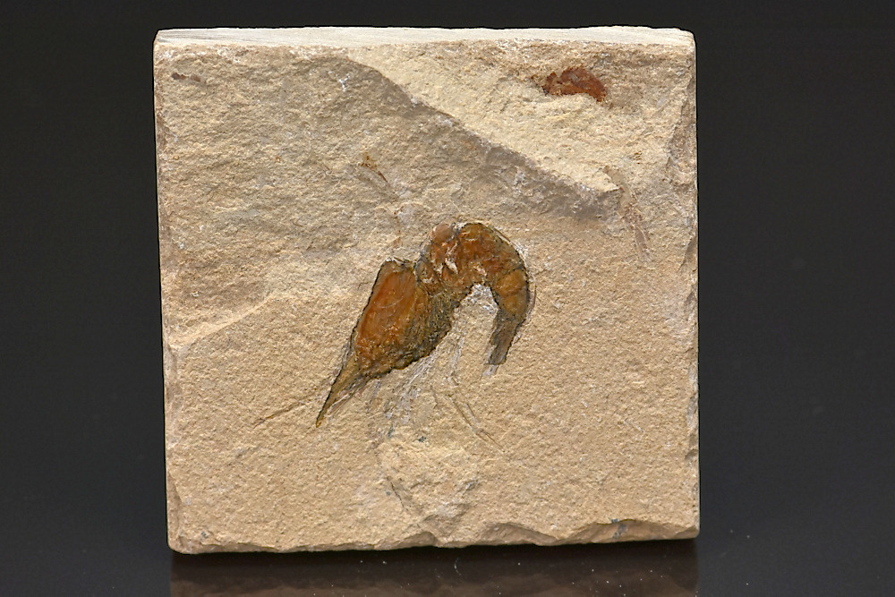 Crevette Carpopenaeus callirostris Crevette Carpopenaeus callirostris