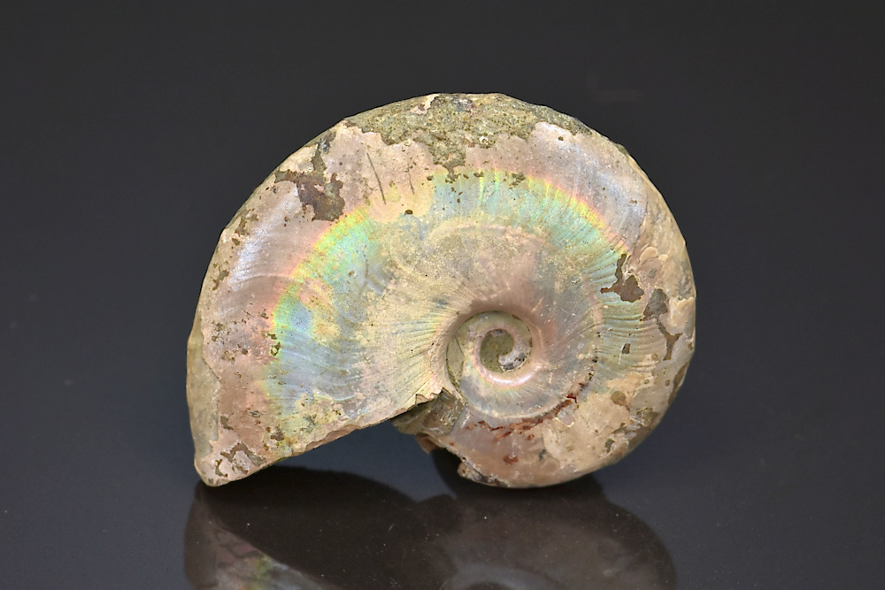 Ammonite Cleoniceras irisée Ammonite Cleoniceras irisée