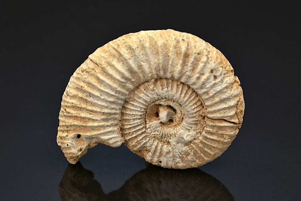 Ammonite perisphinctes Ammonite perisphinctes
