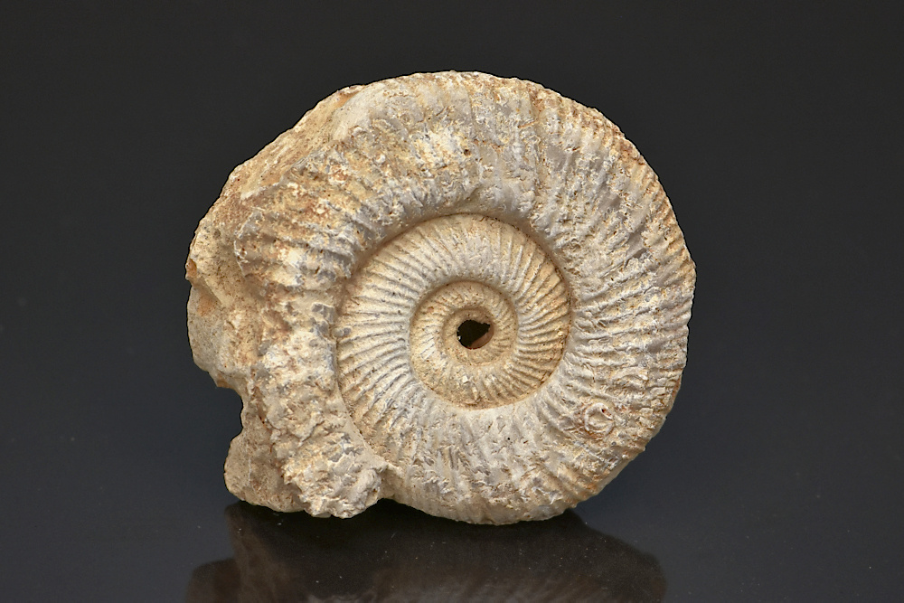 Ammonite perisphinctes Ammonite perisphinctes