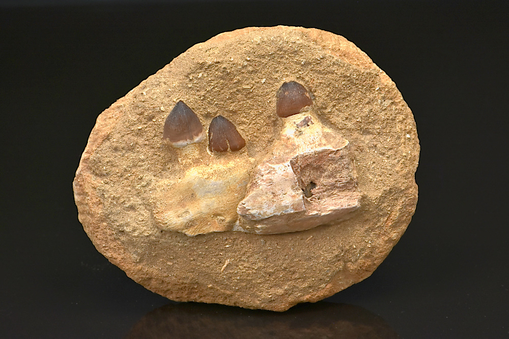 Mâchoire de Globidens reconstituée sur matrice avec 3 dents Mâchoire de Globidens reconstituée sur matrice avec 3 dents